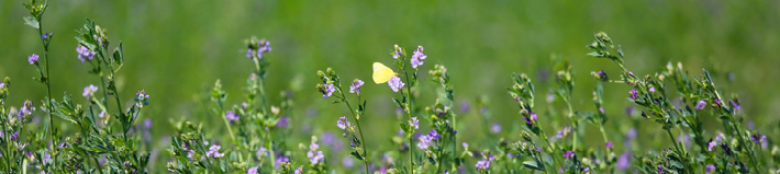 A yellow butterfly is perched on small purple flowers in a green grassy field.

Description generated by AI