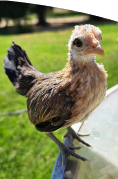 A small bird with brown and black feathers is perched on the edge of a surface with a grassy background.

Description generated by AI