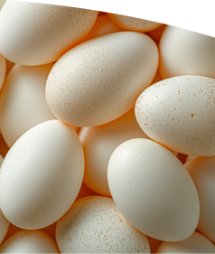 Close up view of a pile of duck eggs