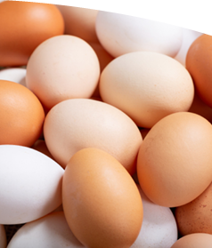A close-up view of a pile of chicken eggs