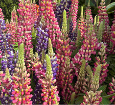A table filled with various flowers and plants, including pink, orange, and yellow flowers.

AI generated content