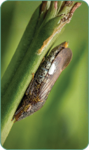 A small insect is perched on a green plant stem with a large green leaf blurred in the background.

Description generated by AI