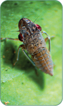 A close-up view of a brown insect with a segmented body resting on a green surface.

Description generated by AI