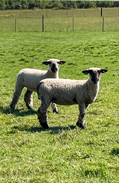 Two sheep with black faces and legs stand on green grass in a fenced pasture.

Description generated by AI