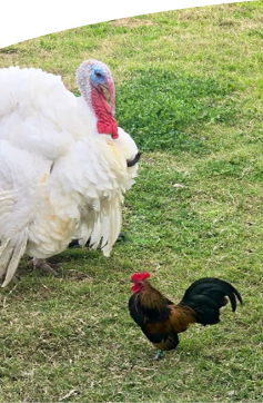 A large white turkey stands on grass facing a small colorful rooster.

Description generated by AI